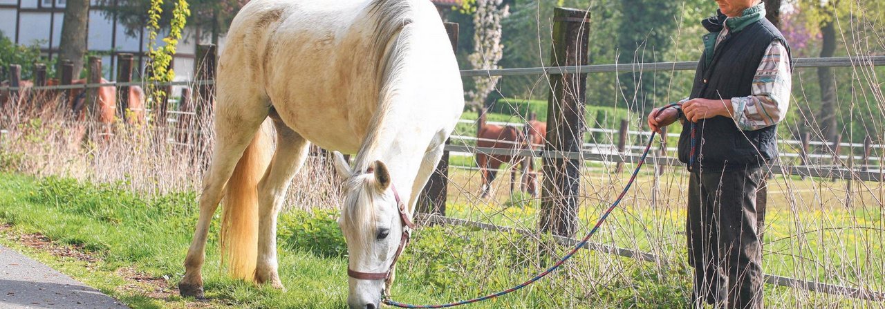 Im Frühling sollte das Pferd behutsam wieder ans Gras gewöhnt werden.