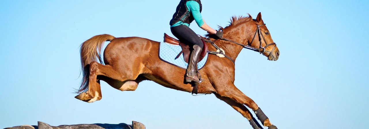 Wie gut war das Training? Darüber geben einige körperliche Anzeichen und das Verhalten des Pferdes Aufschluss.