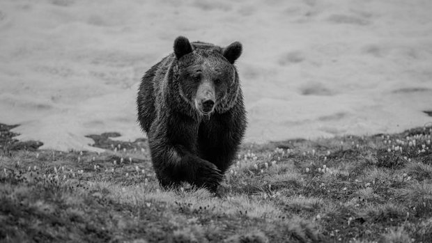 Bärin Jambolina im Arosa Bärenland