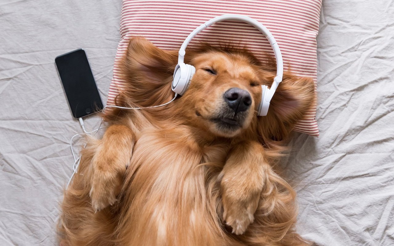 Gemütlich zurücklehnen und beim Zuhören eines tierischen Podcasts entspannen...