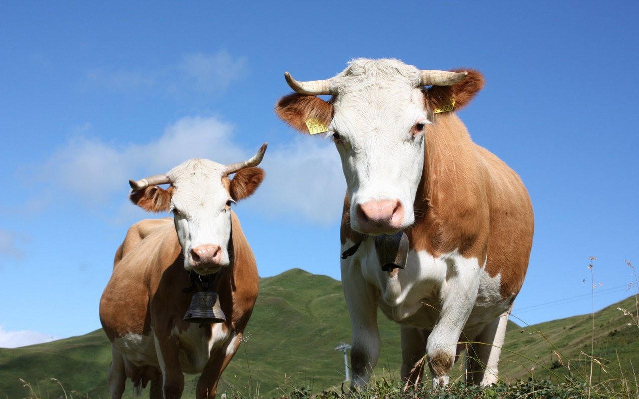 Die rot-weiss gescheckten Kühe haben jeweils einen weissen Kopf mit braun abgesetzten Ohren. 