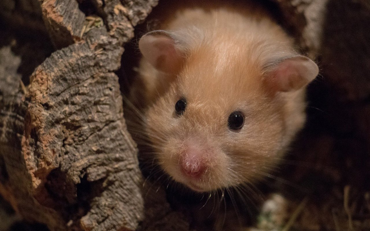 Goldhamster können können neben dem klassisch cremefarbenen auch dreifarbig sein.