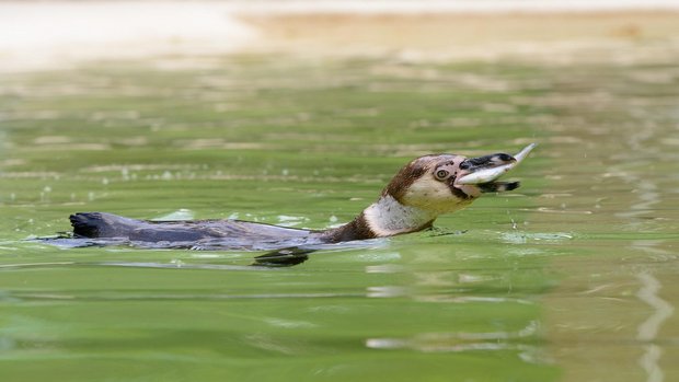 Pinguine