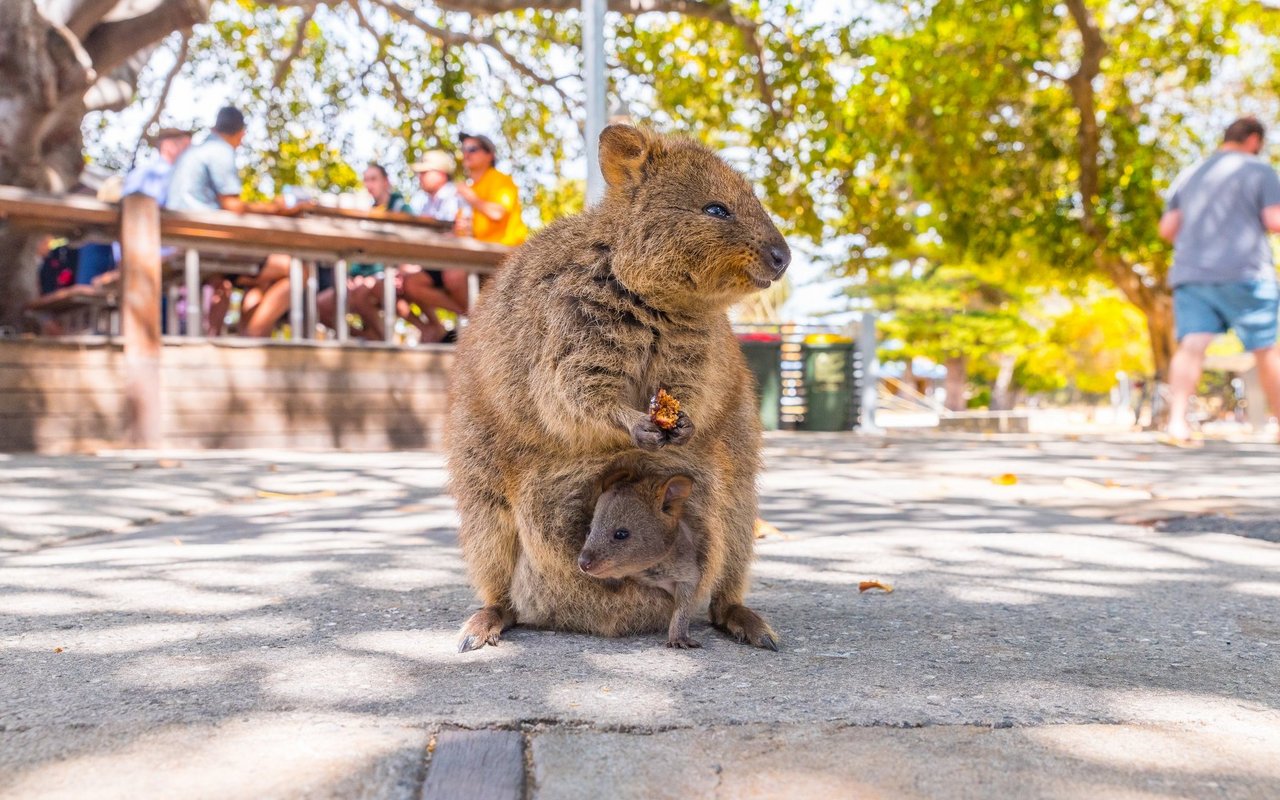 Quokkas werden häufig gefüttert, was zu ernsthaften Problemen für sie führen kann.