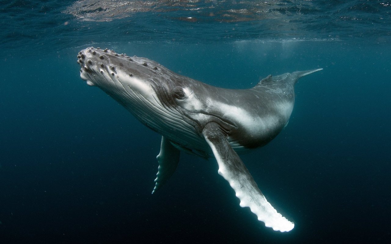 Die grossen Meeressäuger transportieren Nährstoffe durch die Weiten und Tiefen der Meere.