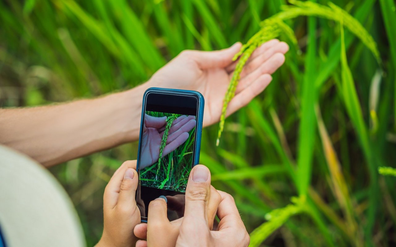 Pflanzen identifizieren können Smartphones schon länger. Mittlerweile haben die Apps aber noch viel mehr Features.
