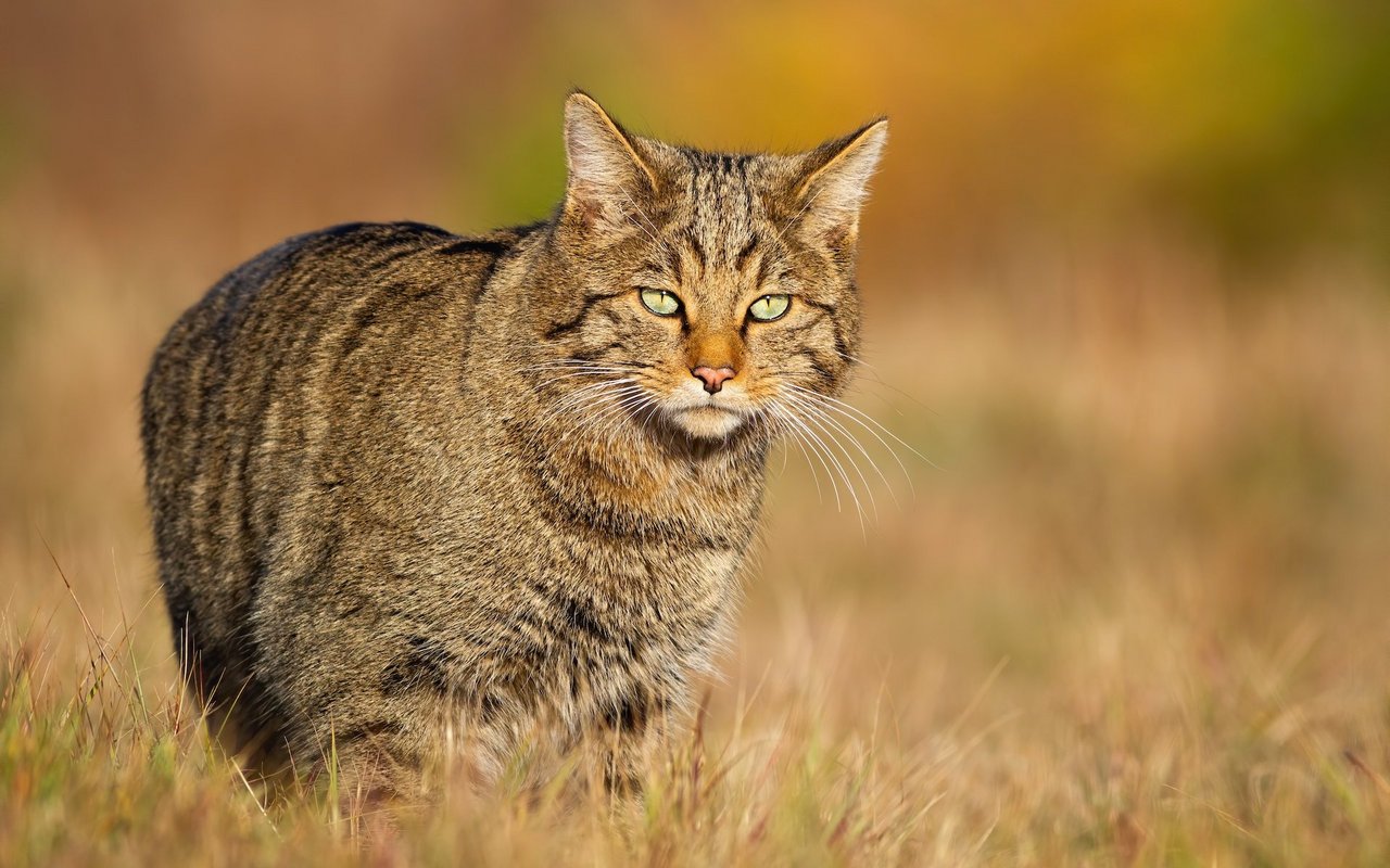 Die Europäische Wildkatze wurde 2020 von Pro Natura zum «Tier des Jahres» ernannt. 