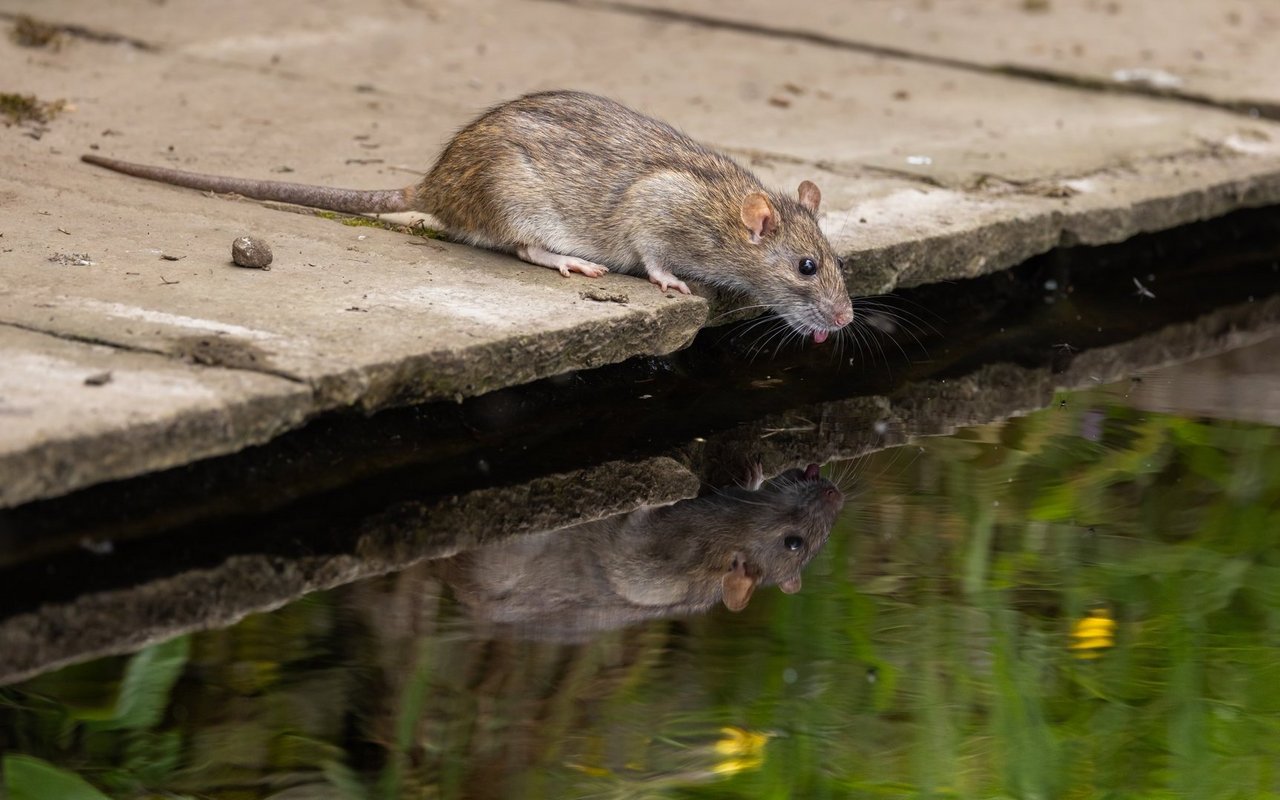 Die Wanderratte ist dem Menschen von Asien nach Europa gefolgt und lebt oft in der Nähe des Wassers. 