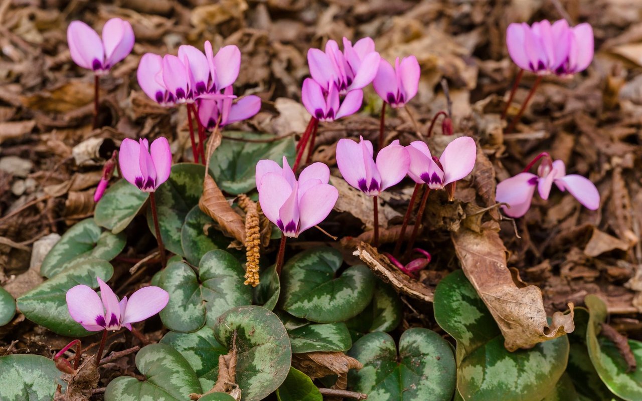 Vorfrühlings Alpenveilchen (Cyclamen coum)