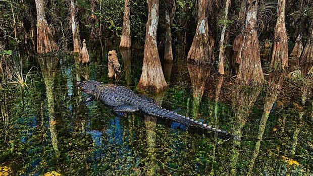 In Florida trifft man bei einer Sumpftour sehr wahrscheinlich auch auf Alligatoren.