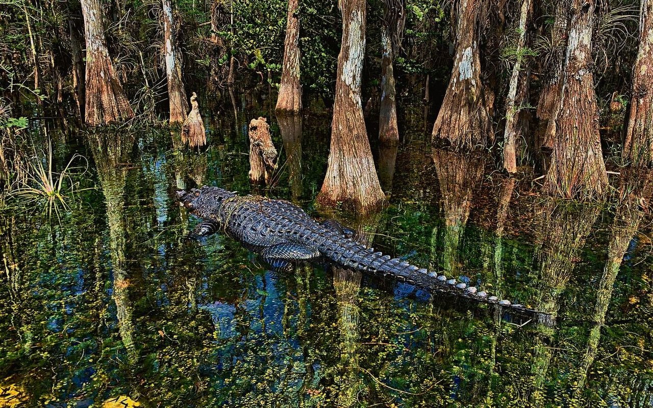 In Florida trifft man bei einer Sumpftour sehr wahrscheinlich auch auf Alligatoren.