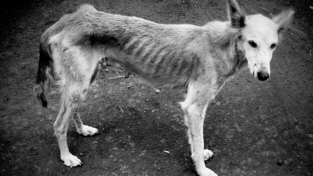 Ein abgemagerter Hund: Ein Fall für die Polizei?