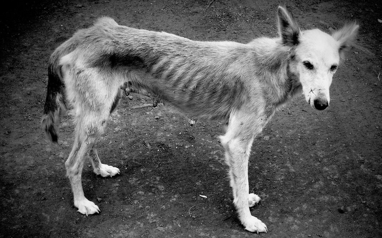 Ein abgemagerter Hund: Ein Fall für die Polizei?