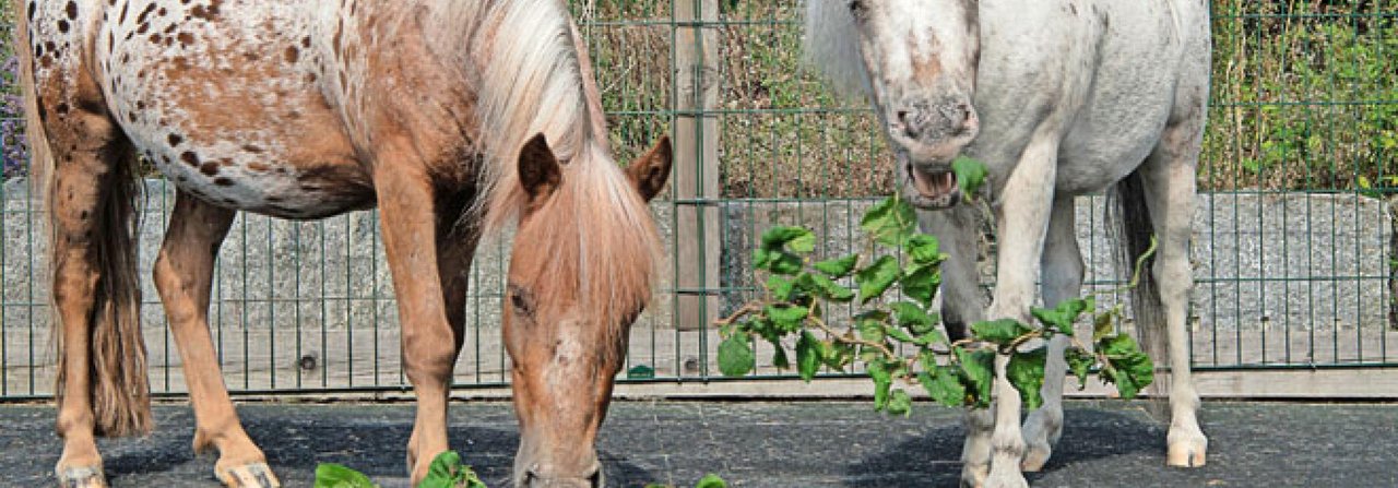 Willkommene Abwechslung: Pferde und Ponys lieben Zweige vom Haselstrauch.