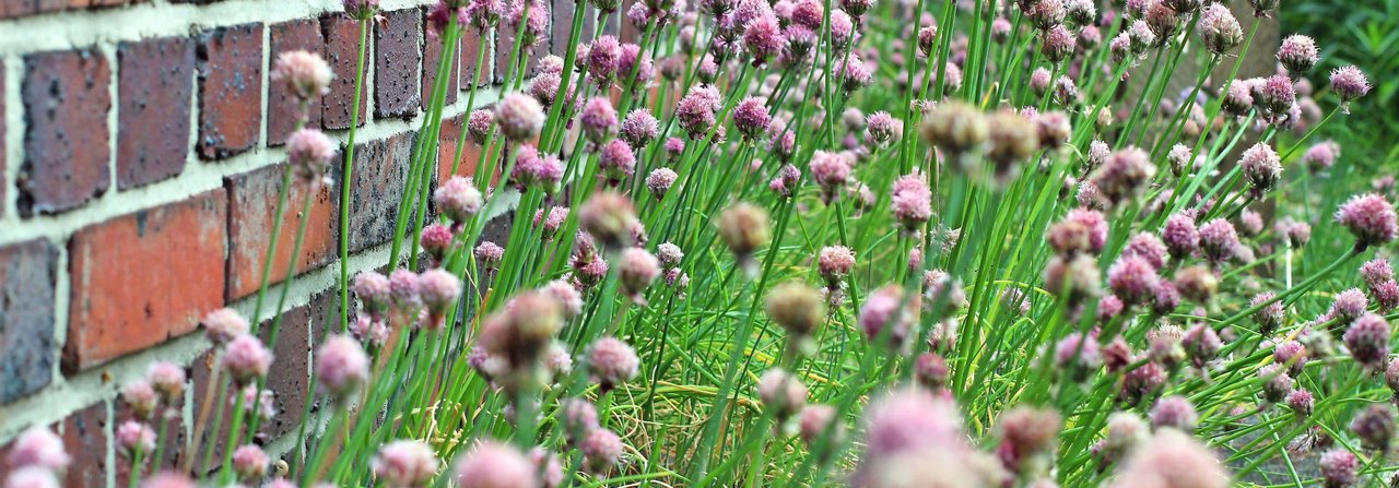 Der Schnittlauch bildet als Beetumrandung mit seinen rosa Blüten ein dekoratives Element im Garten.