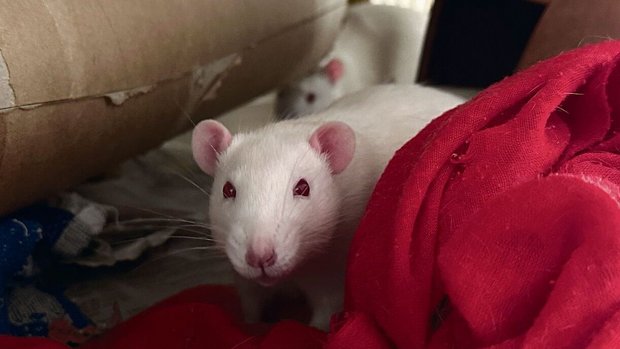 Ratte im Kàfig