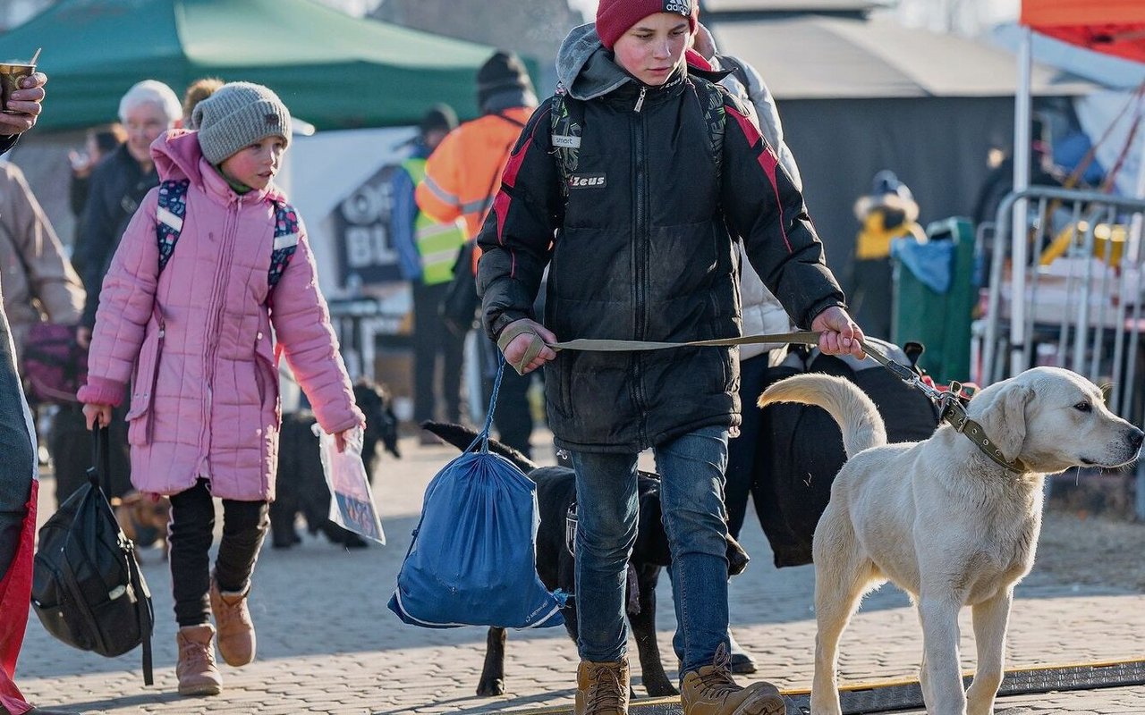 Die Ukraine gilt als Risikoland für Tollwut. In die Schweiz mitgebrachte Tiere werden daher sofort nachgeimpft.