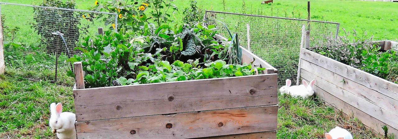 Gemüsebeete und frei laufende Kaninchen passen zusammen, wenn die Beete hoch gehalten werden.