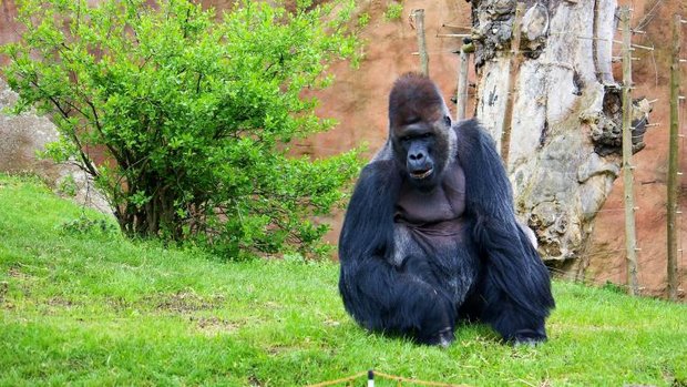 Gorilla Richard im Zoo von Prag