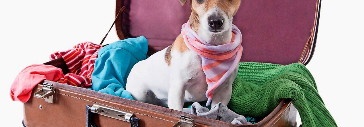Hunde dürfen auch auf Flugreisen mit – allerdings nicht im Koffer.