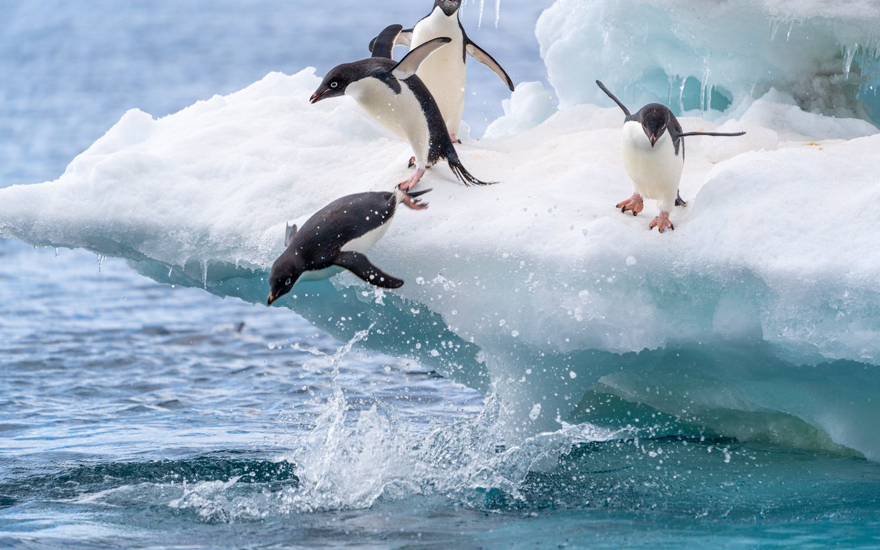 Adeliepinguine beim Sprung ins Wasser. 