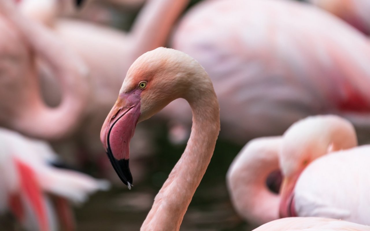 Die rosa Farbe hat der Flamingo nicht ohne Zufall.