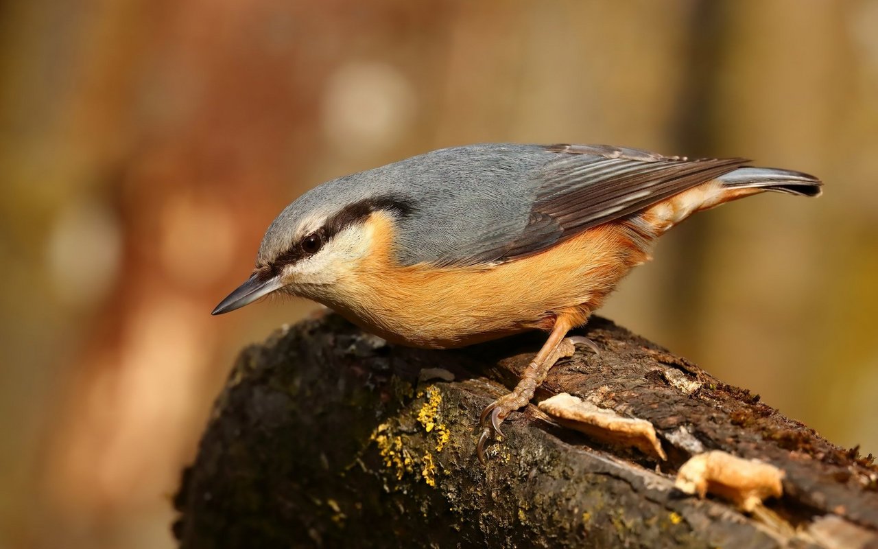 Der Kleiber benötigt sowohl pflanzliche als auch tierische Nahrung.