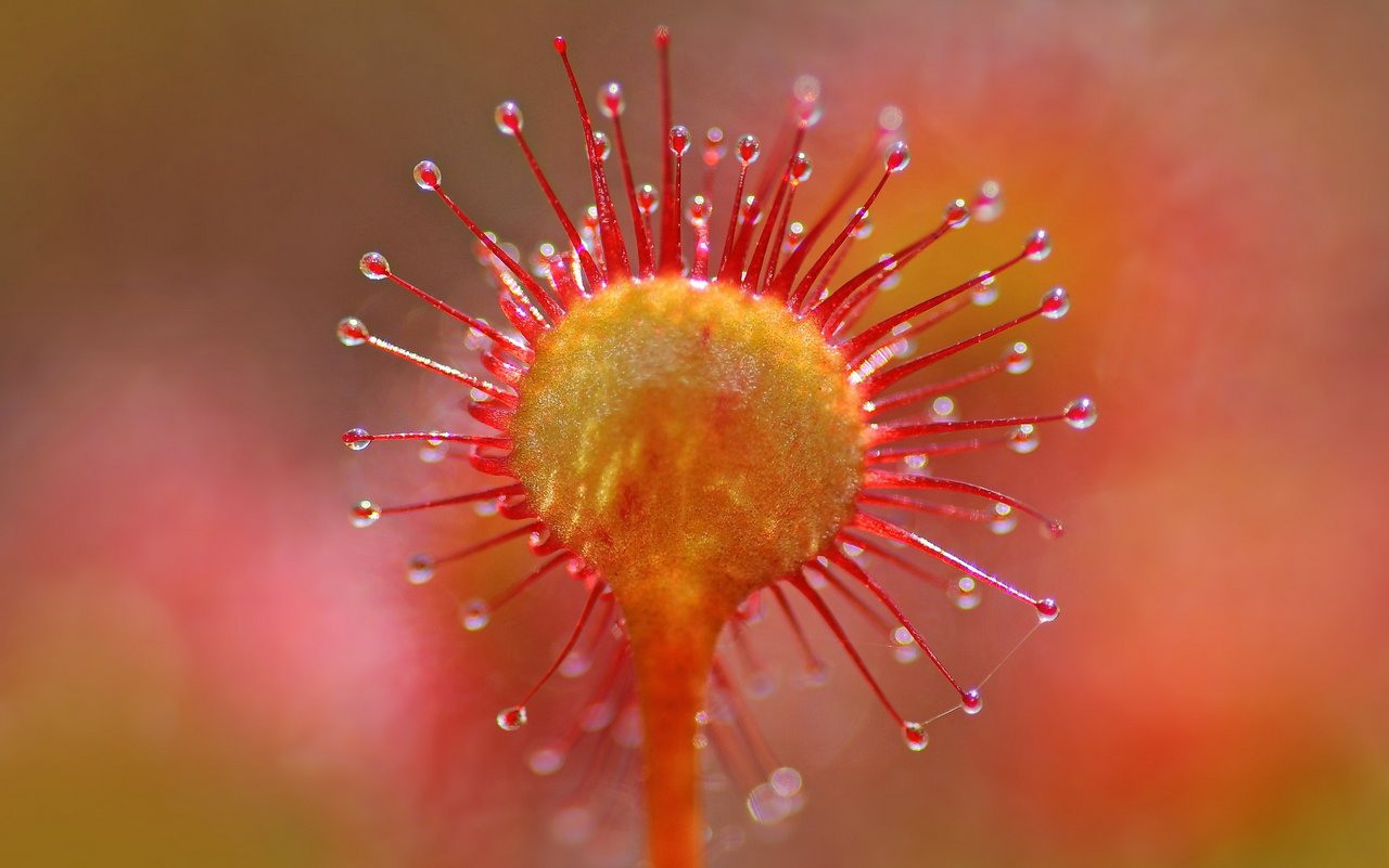 Rundblättriger Sonnentau (Drosera rotundifolia)