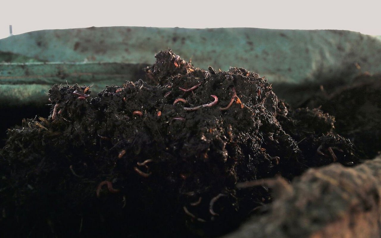 Ihre natürlichen Lebensbedingungen finden Regenwürmer im Komposter. Sie vermehren sich selbständig, es entsteht ein in sich geschlossenes System. 