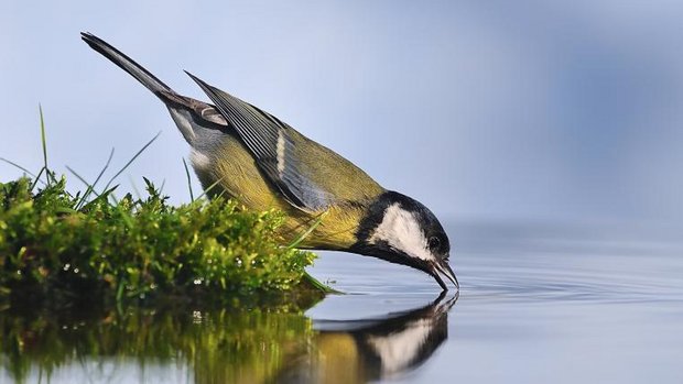 Vogel trinkt Wasser