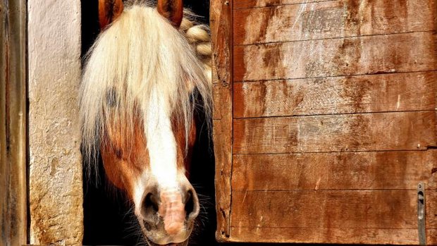 Pferd schaut aus Box