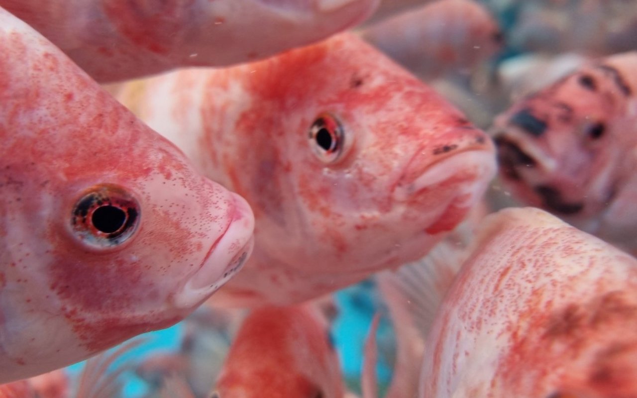 Erwerben Sie mit der FBA Aquakultur an der ZHAW das nötige Fachwissen für eine wirtschaftliche und tierschutzkonforme Fisch- und Panzerkrebszucht.