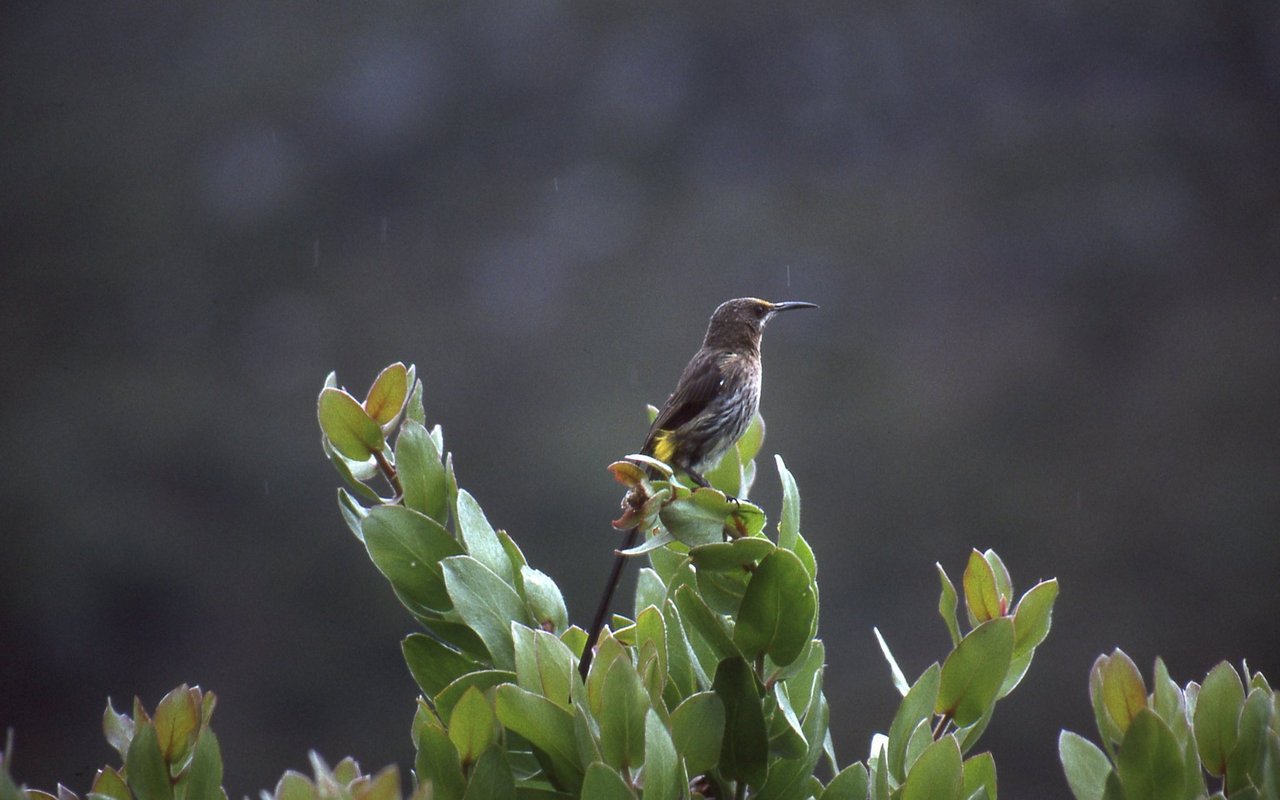 Kap-Honigfresser gehören zu den Nektarvögeln und bestäuben auch Protea-Blüten. 
