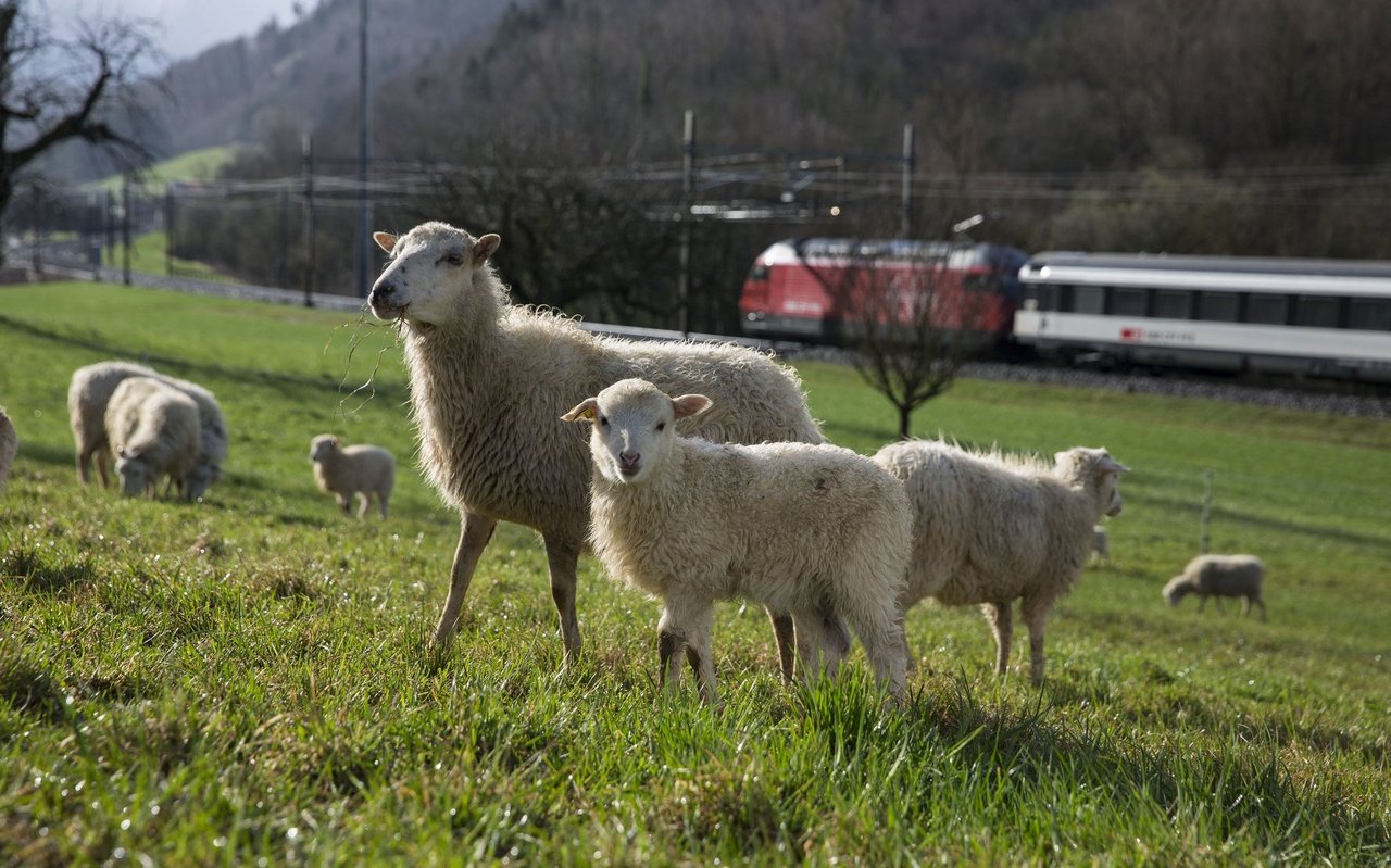 Die Naturpflege GmbH hält die grösste Skuddenpopulation der Schweiz.