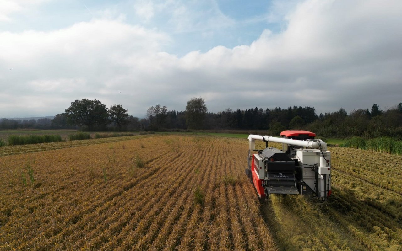 Mitte Oktober ist der Reis reif für die Ernte.