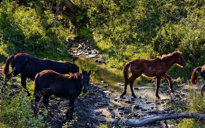 Der Huzul wurde 1603 erstmals erwähnt, diese Pferde lebten wild im Wald und auf Weiden, die Tiere wurden kaum gefüttert. Die Huzul, ein Bergvolk aus den Karpaten, haben die Tiere nur dann geholt, wenn sie sie für Arbeiten im Wald oder auf dem Feld benötigten.