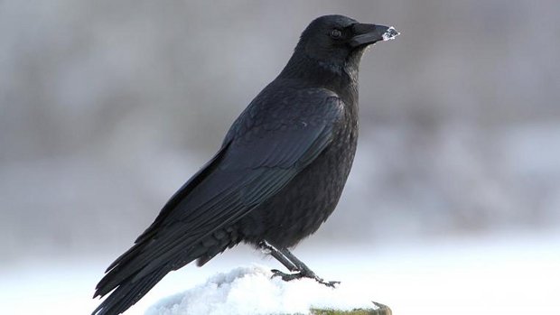 Rabenkrähe im Schnee