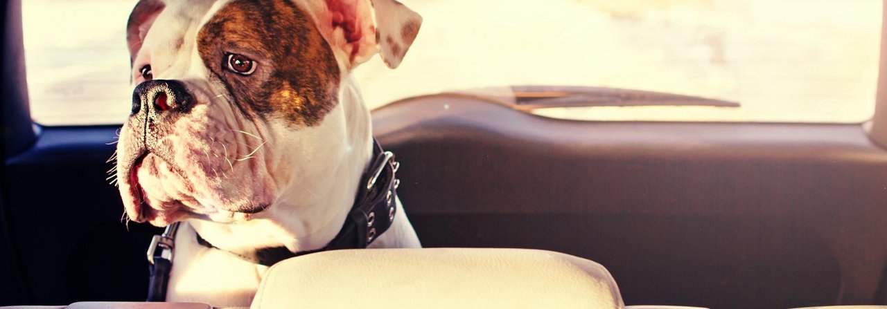 Hitzefalle Auto: Für Hunde kann es lebensgefährlich werden, wenn sie Wagen zurückgelassen werden – trotz heruntergelassener Fenster.