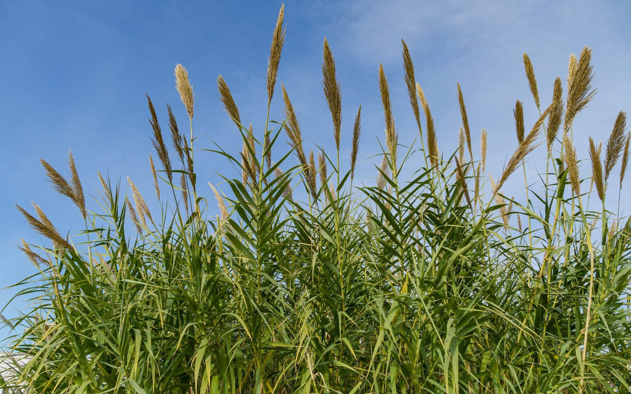 Schilf (Phragmites australis)
