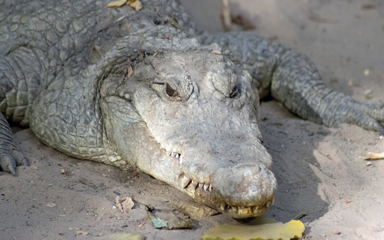 Krokodile, die in einem Trockengebiet leben? Das kann nicht ohne einen genialen Kniff funktionieren. 
