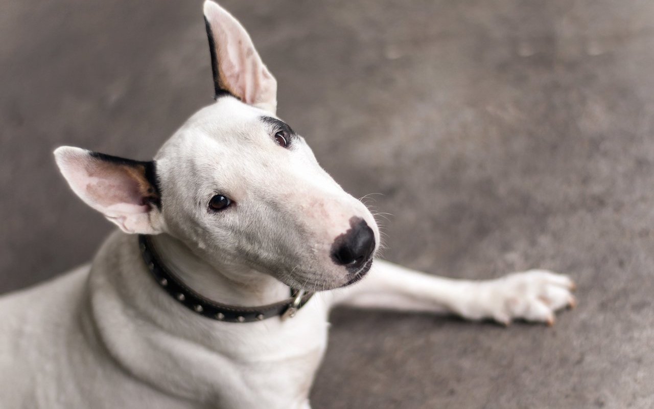 Den Bullterrier erkennt man sofort an seiner bananenförmigen Nase.