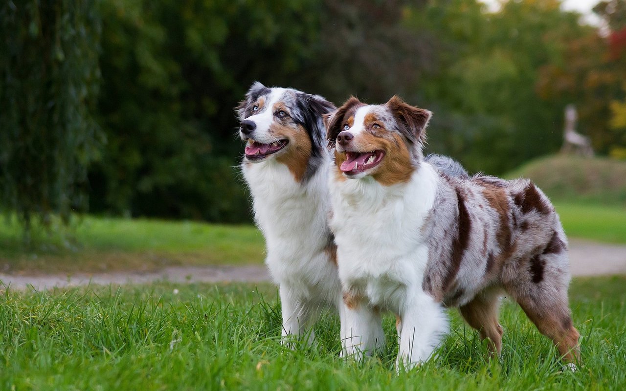 Australian Shepherd