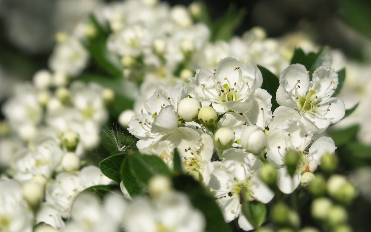 Weissdorn ist durch seine weissen Blüten charakterisiert.