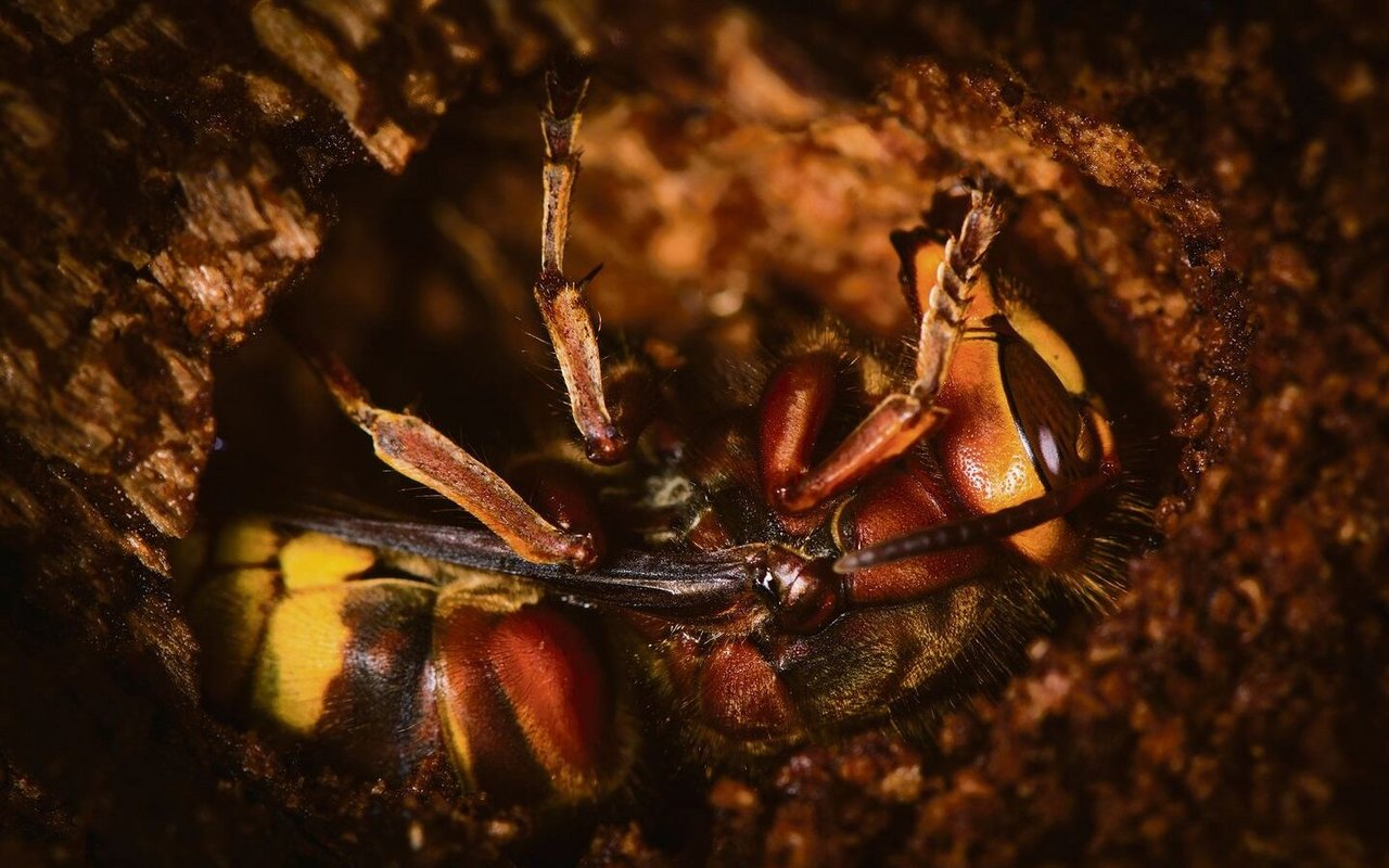 Die meisten Insekten überwintern als Ei oder Puppe.