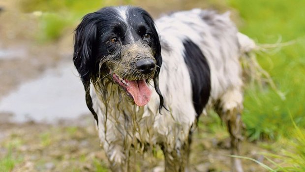 Der Spaniel hat das Schlammbad sichtlich genossen.