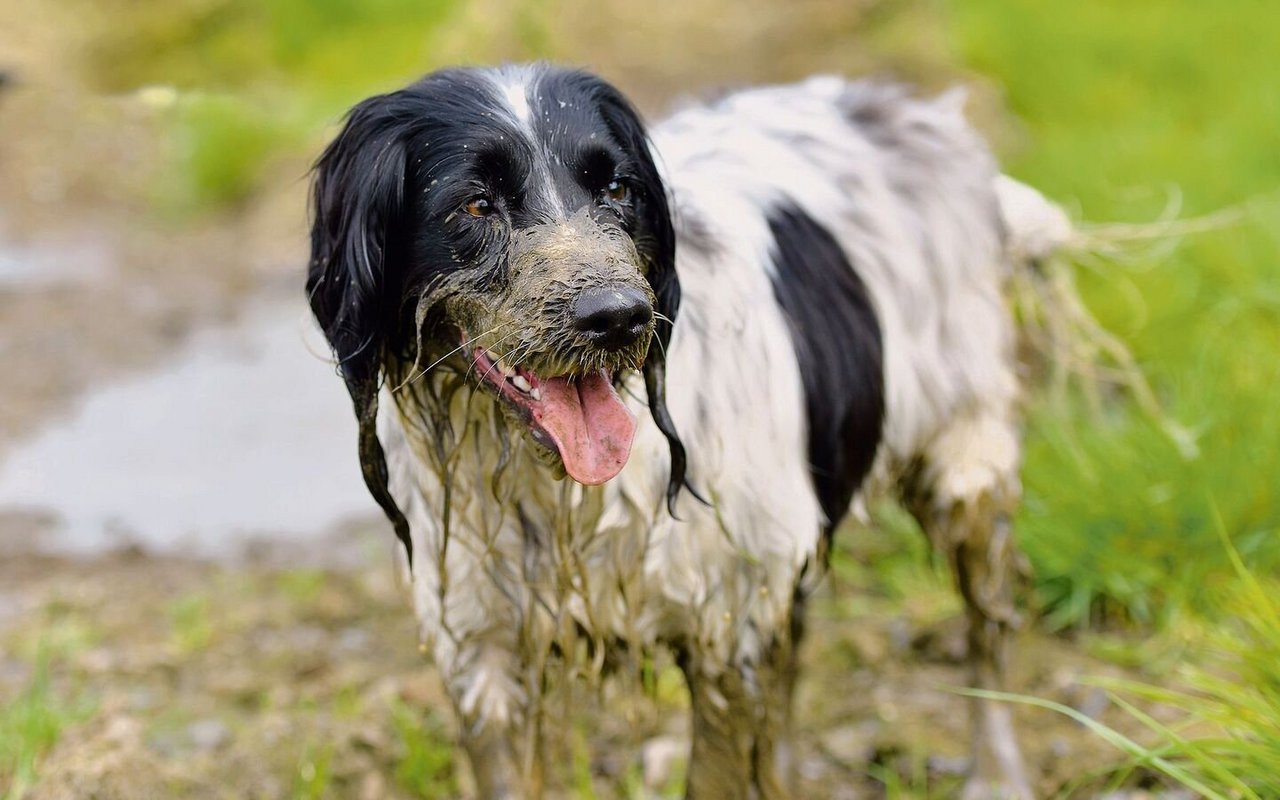 Der Spaniel hat das Schlammbad sichtlich genossen.