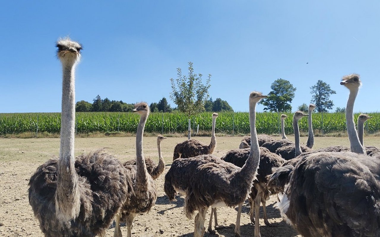 Diese einjährigen Strausse sind nach einem weiteren Jahr schon 90 Kilogramm schwer. 