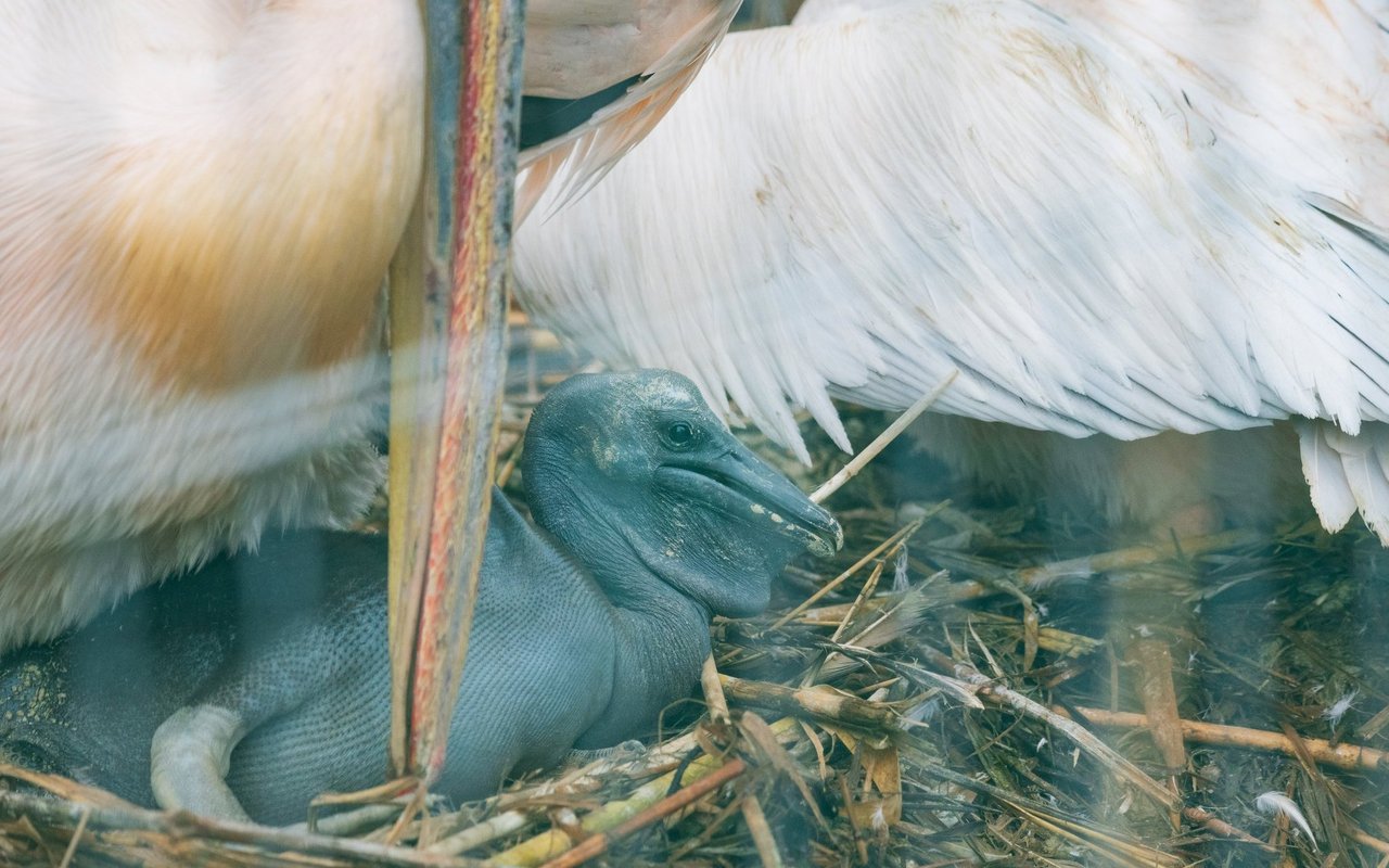 Der Zoo Basel musste lange auf Pelikan-Nachwuchs warten. 
