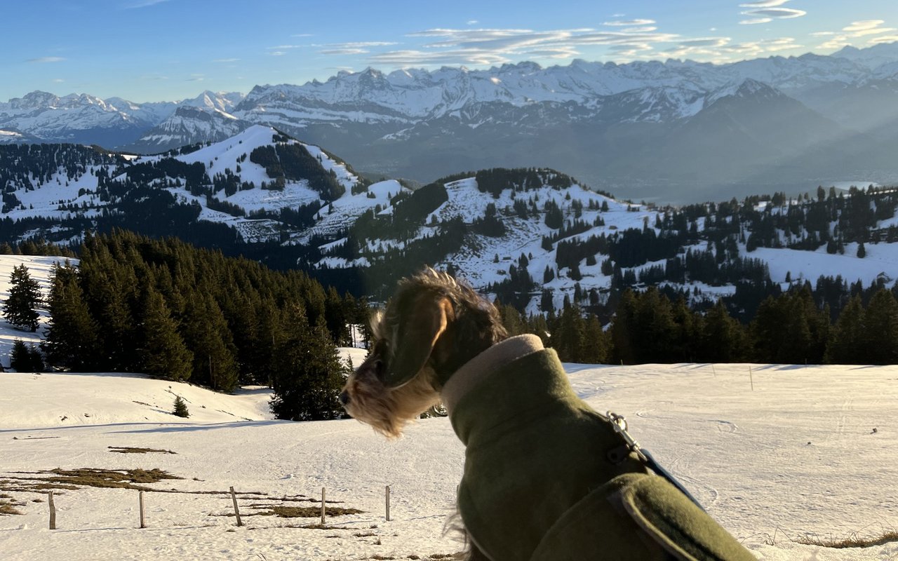 Das Erlebnis auf der Rigi war so eindrücklich, dass die kleine Hündin noch am nächsten Tag ganz müde war.