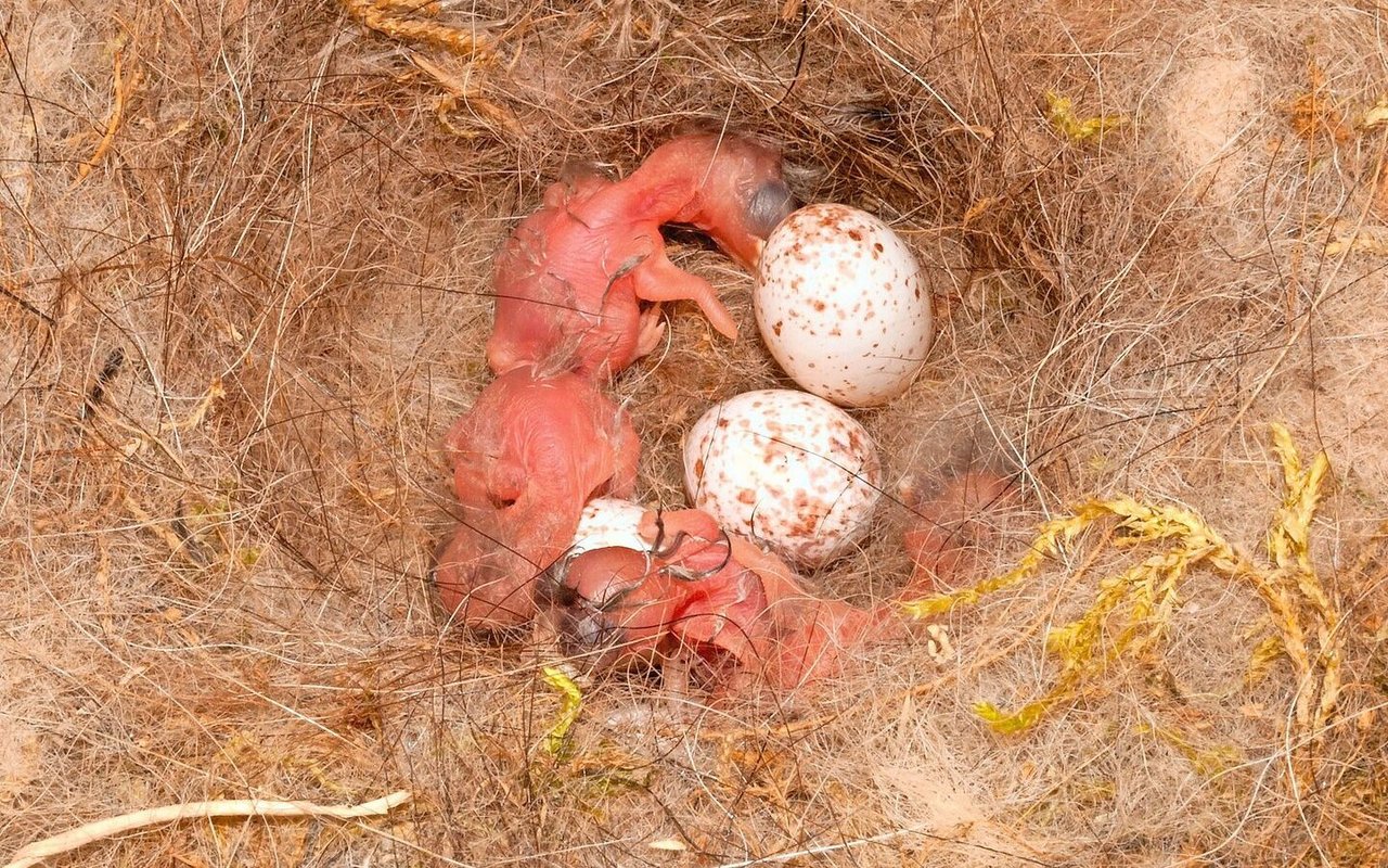 Lange Tierhaare können sich um die Beinchen der kleinen Vogeljungen wickeln. 